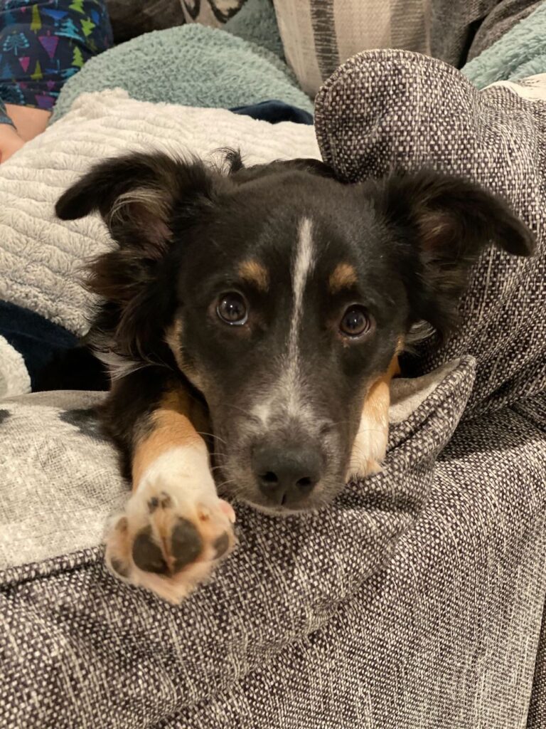 What’s with Dog Paws’ Frito Smell, and Why Is it so Good? The Farmer