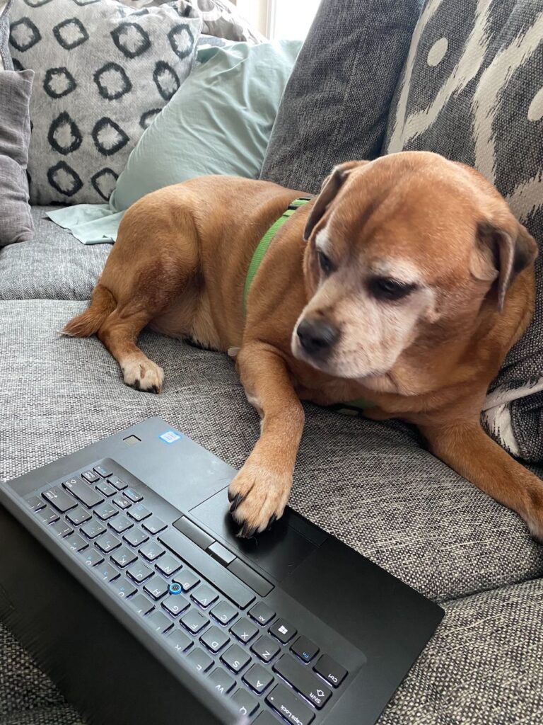 What’s with Dog Paws’ Frito Smell, and Why Is it so Good? The Farmer