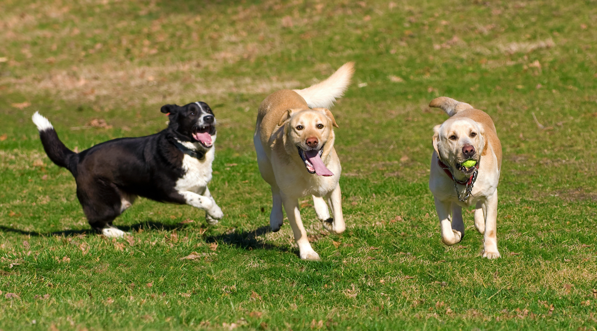 How To Safely Enjoy the Dog Park (and When Not To)