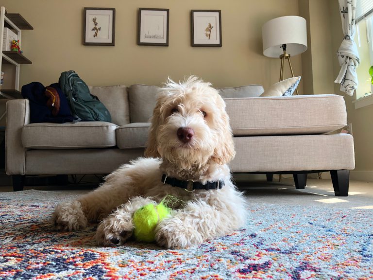 Labradoodle with a ball on a rug