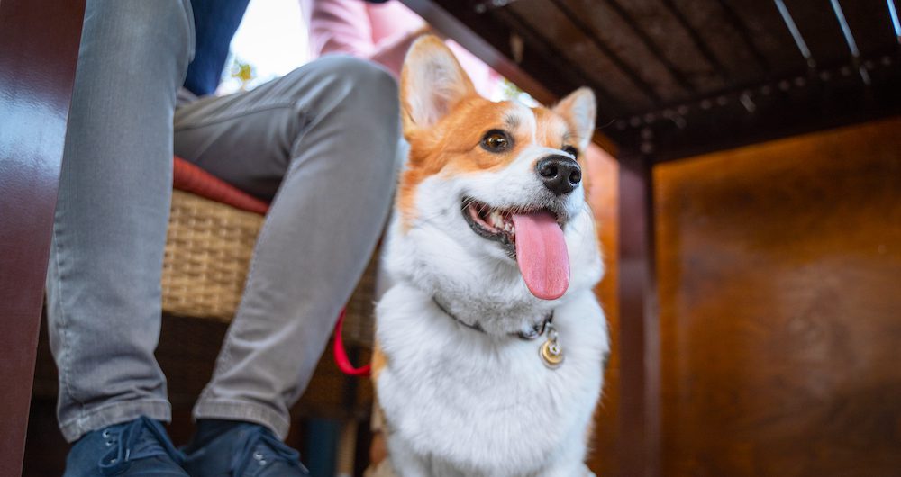 Should You Bring Your Dog With You? The Farmer's Dog