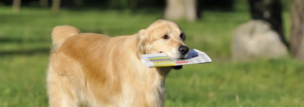 Top Dog News of 2022