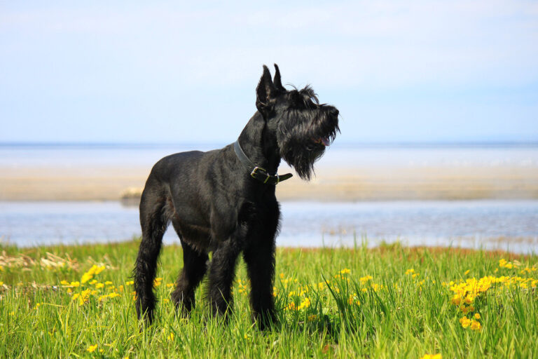 Giant schnauzer