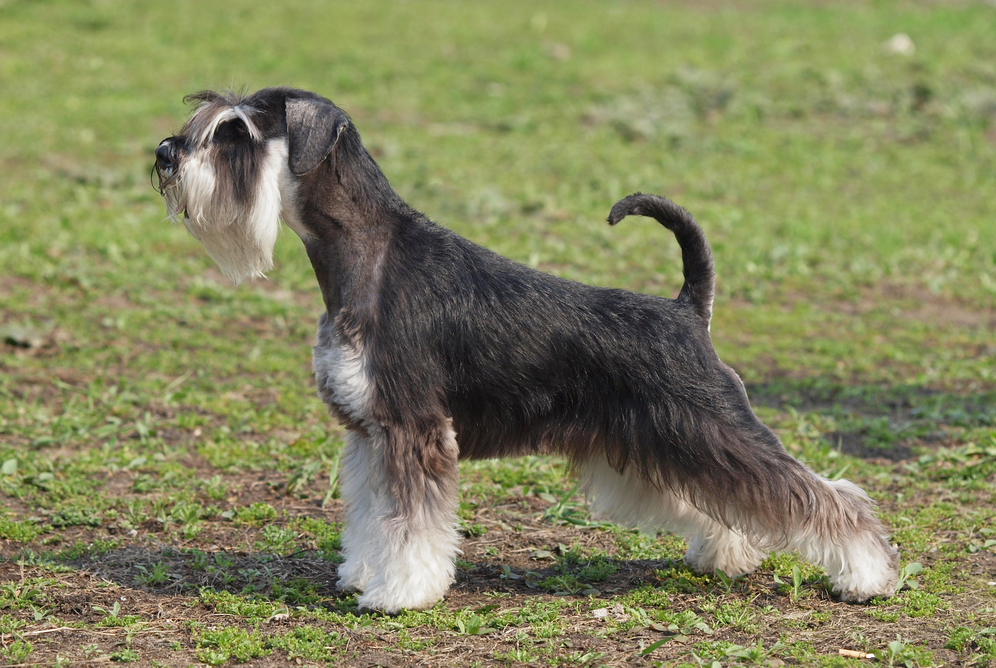 Shana Schnauzers - Bred for Health, Temperament and Structure