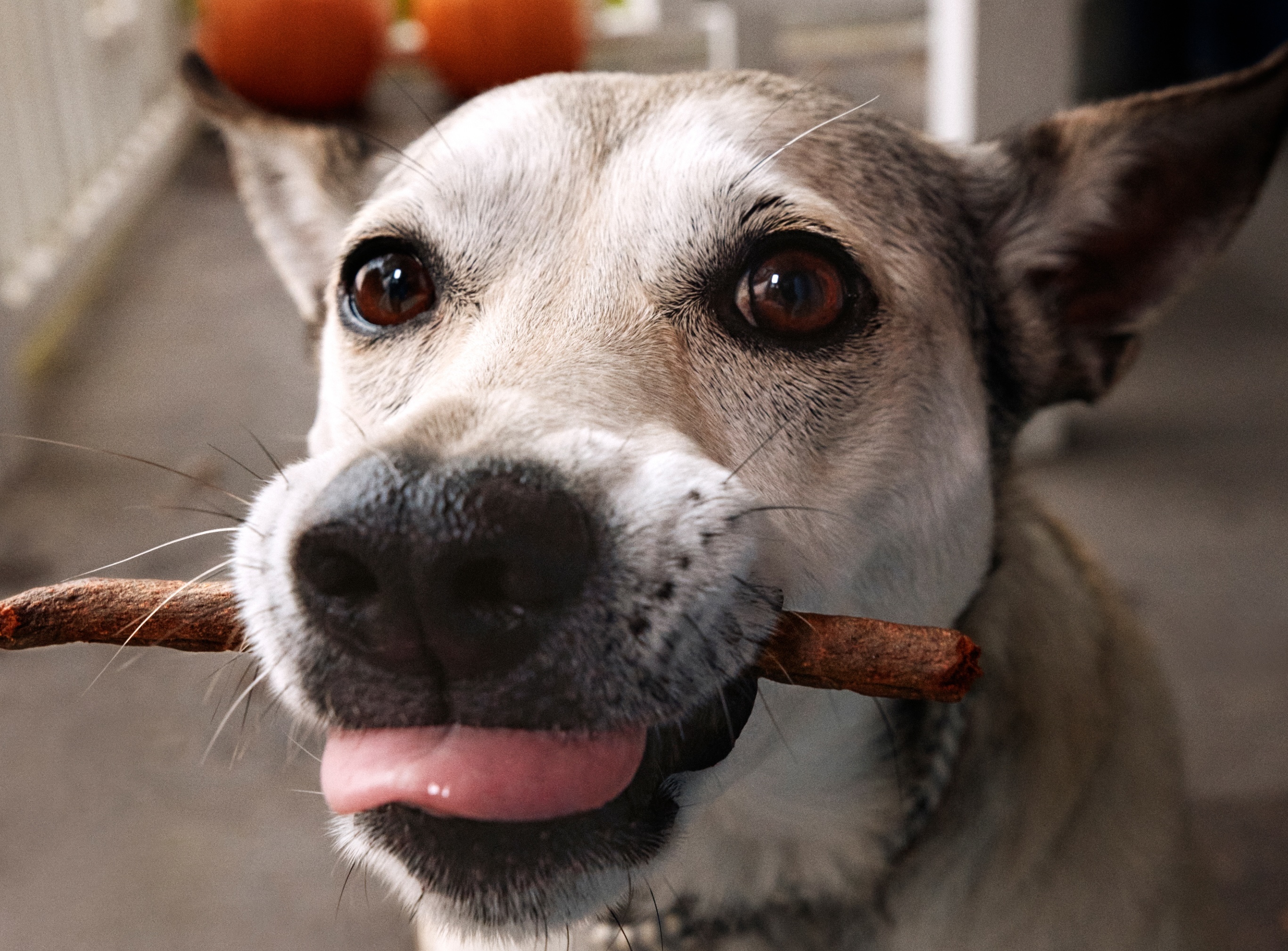 Why—and How—to Teach a Dog to “Drop It”