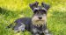 The Schnauzer Guide: Personality, History, Training, Food, and More