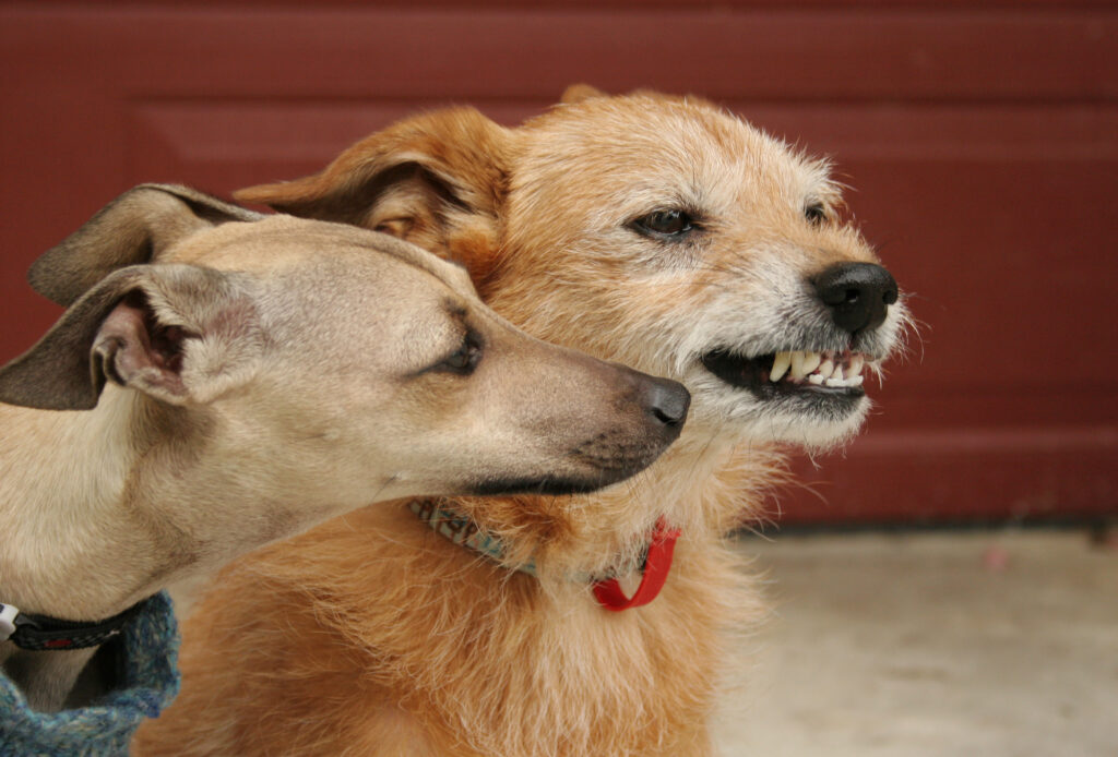 Should I Get A Second Dog? What To Consider Before Doubling Your Dog