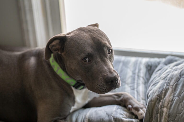 How to Tell if You Have an Underweight Dog, and How to Help Them The