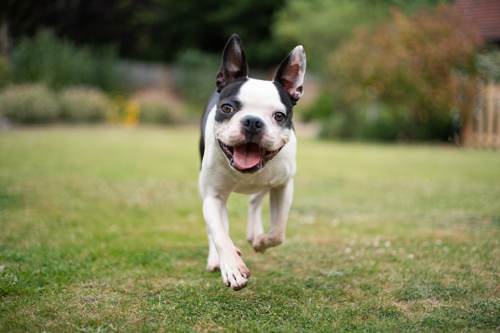 Total Canine Recall: How To Teach Your Dog to Come When Called