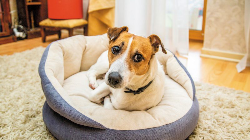 What You Need to Know About Kidney Disease in Dogs