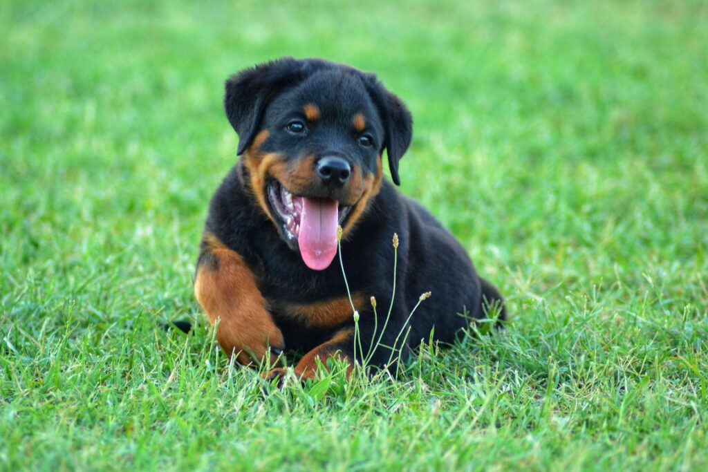 A Rottweiler puppy with their tongue hanging out sits in the grass.