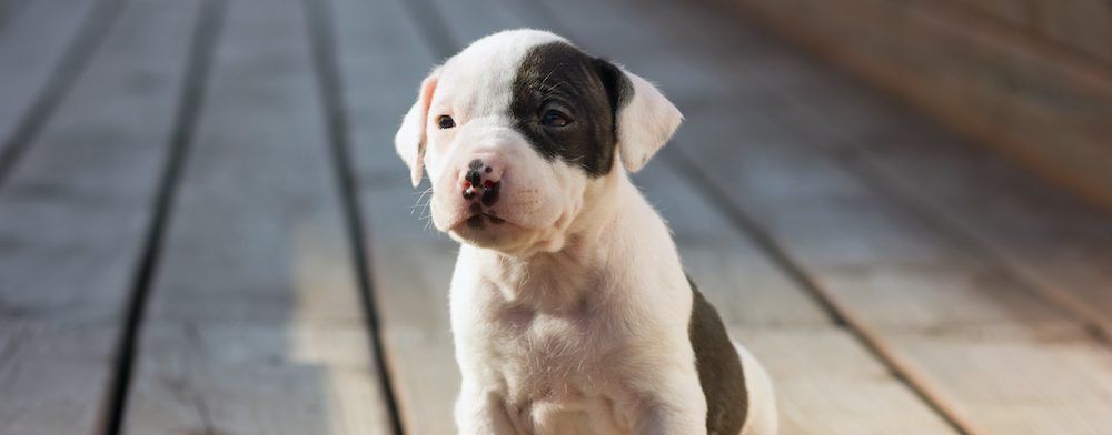 When is a Puppy Fully Grown?