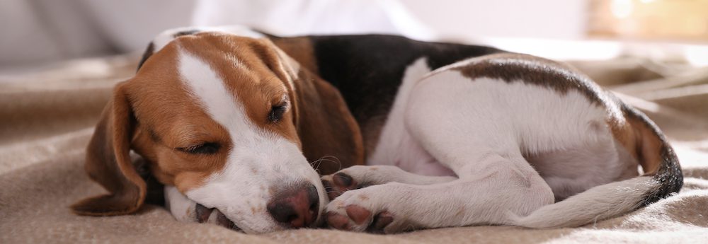 How Long Should Puppies Sleep?