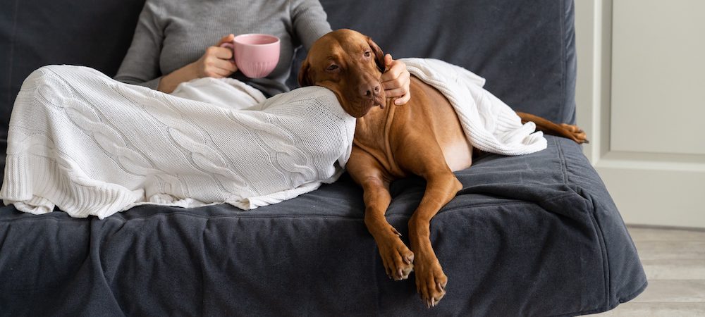 Can You Share Custody of a Dog After a Breakup?