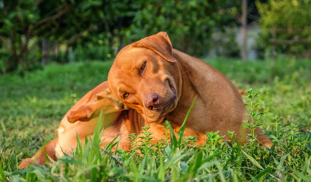 What to Know About Common Dog Skin Conditions