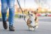 Why You Should Pay Attention While Walking Your Dog