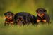 The Rottweiler Breed Guide: Personality, History, Training, Food, and More