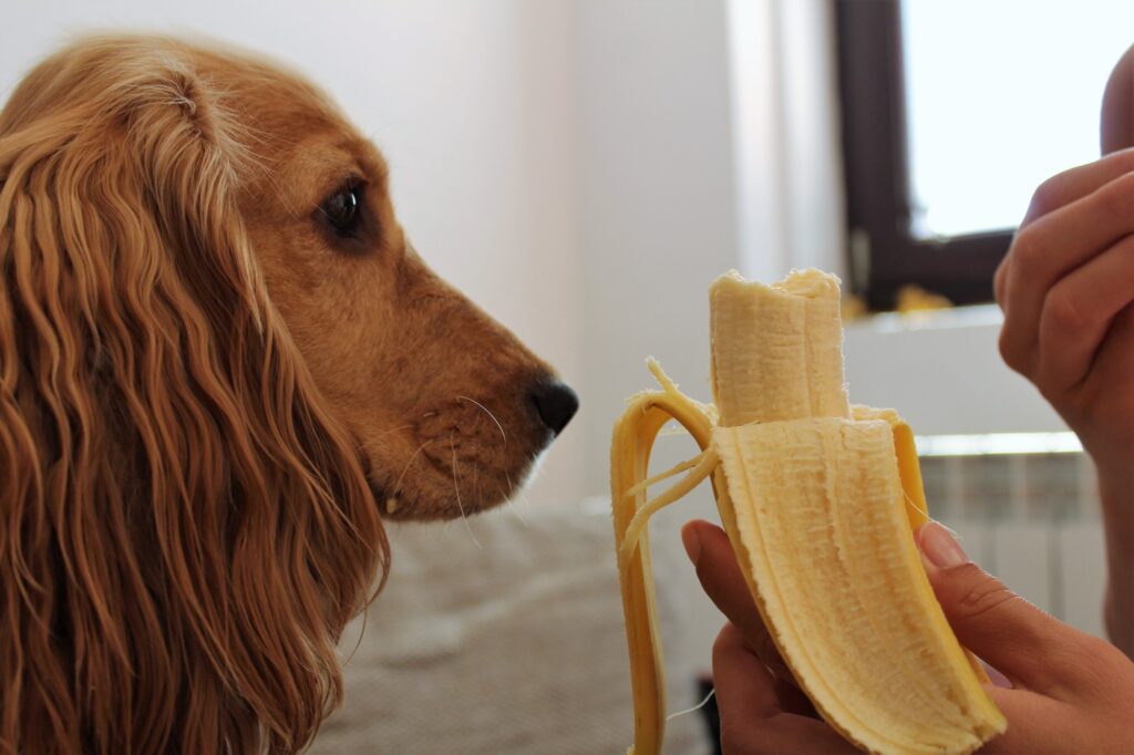 can-dogs-eat-bananas