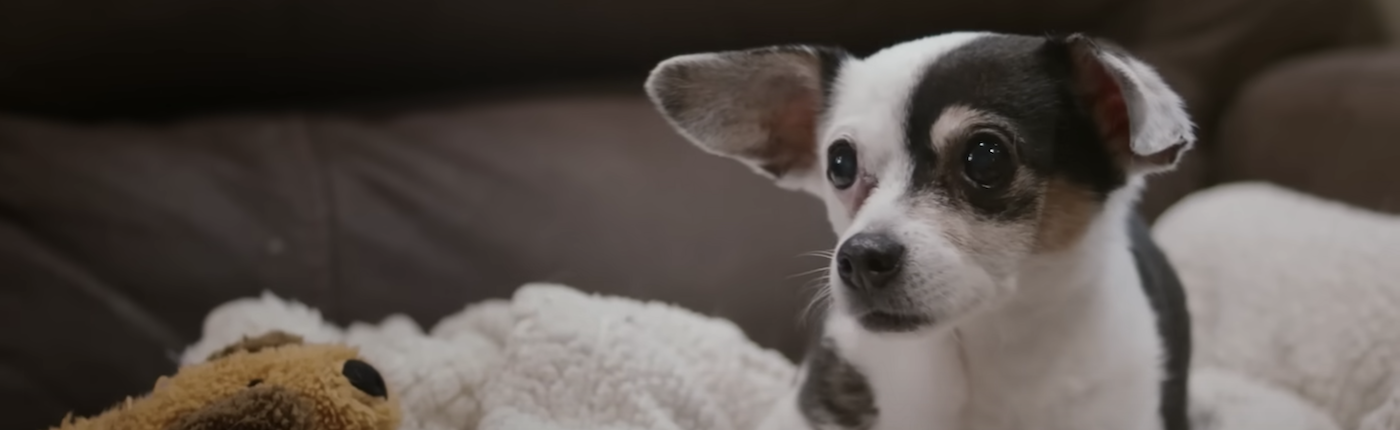 Meet Checkers, a 21-Year-Old Chihuahua Who Hangs Out at Construction Sites