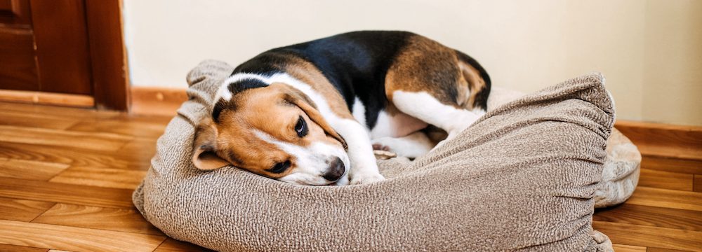 What to Do if You See Blood in Your Dog’s Urine