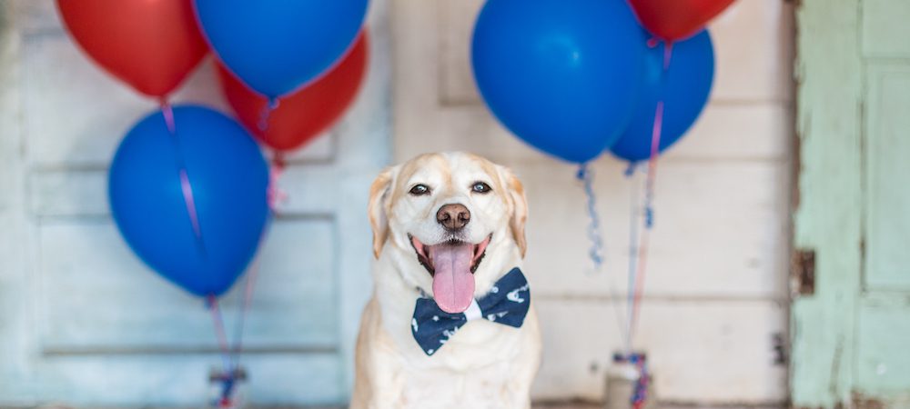 Ask Digest: How Do I Help My Dog Get Over a Fear of Balloons?