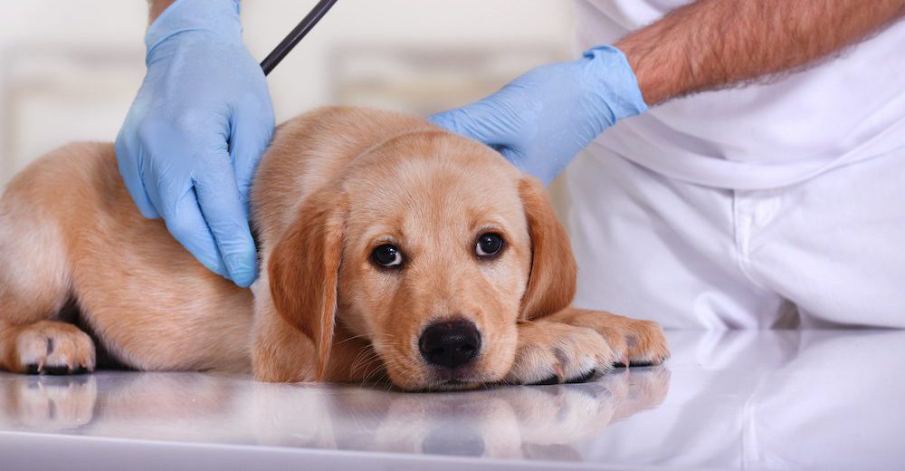 Great Vet Techs Show Compassion and Empathy