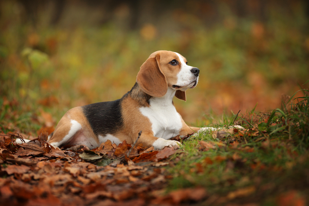 The Beagle Guide: History, Personality, Food, Training, Care, and More