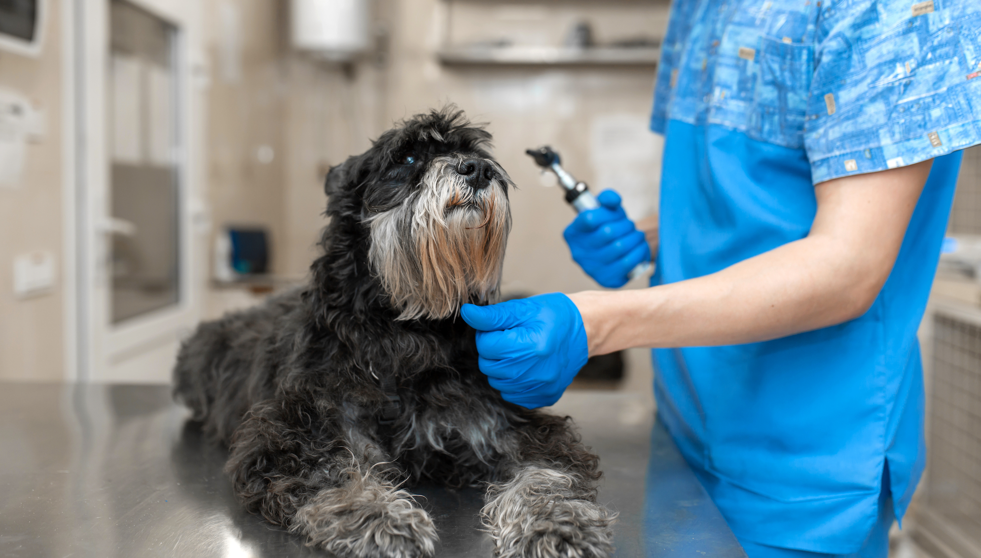 what-does-a-vet-tech-do-the-farmer-s-dog