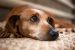 What to Do If Your Senior Dog Gets Diarrhea