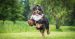 The Bernese Mountain Dog Breed Guide: Personality, History, Training, Food, and More
