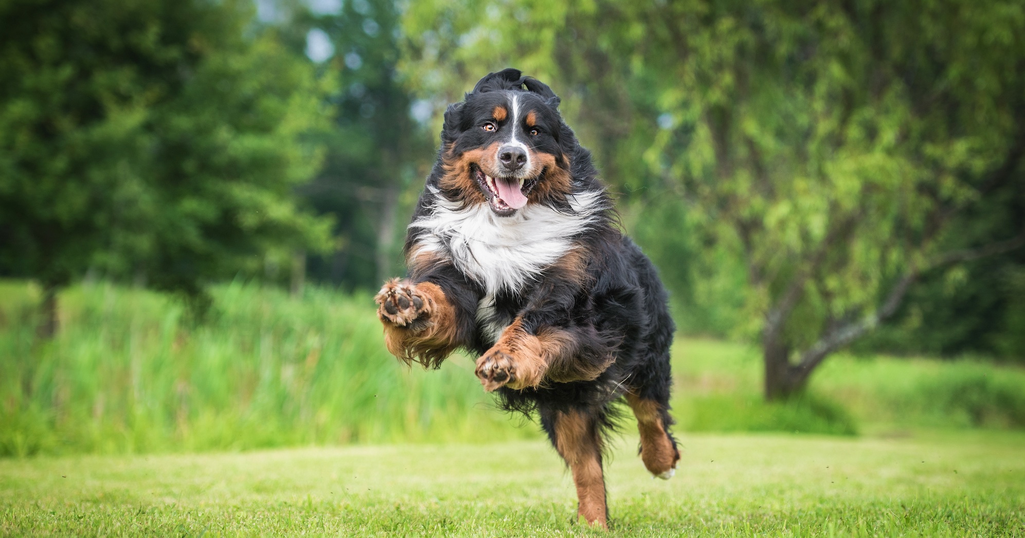 Tips for Keeping Bernese Mountain Dogs Cool