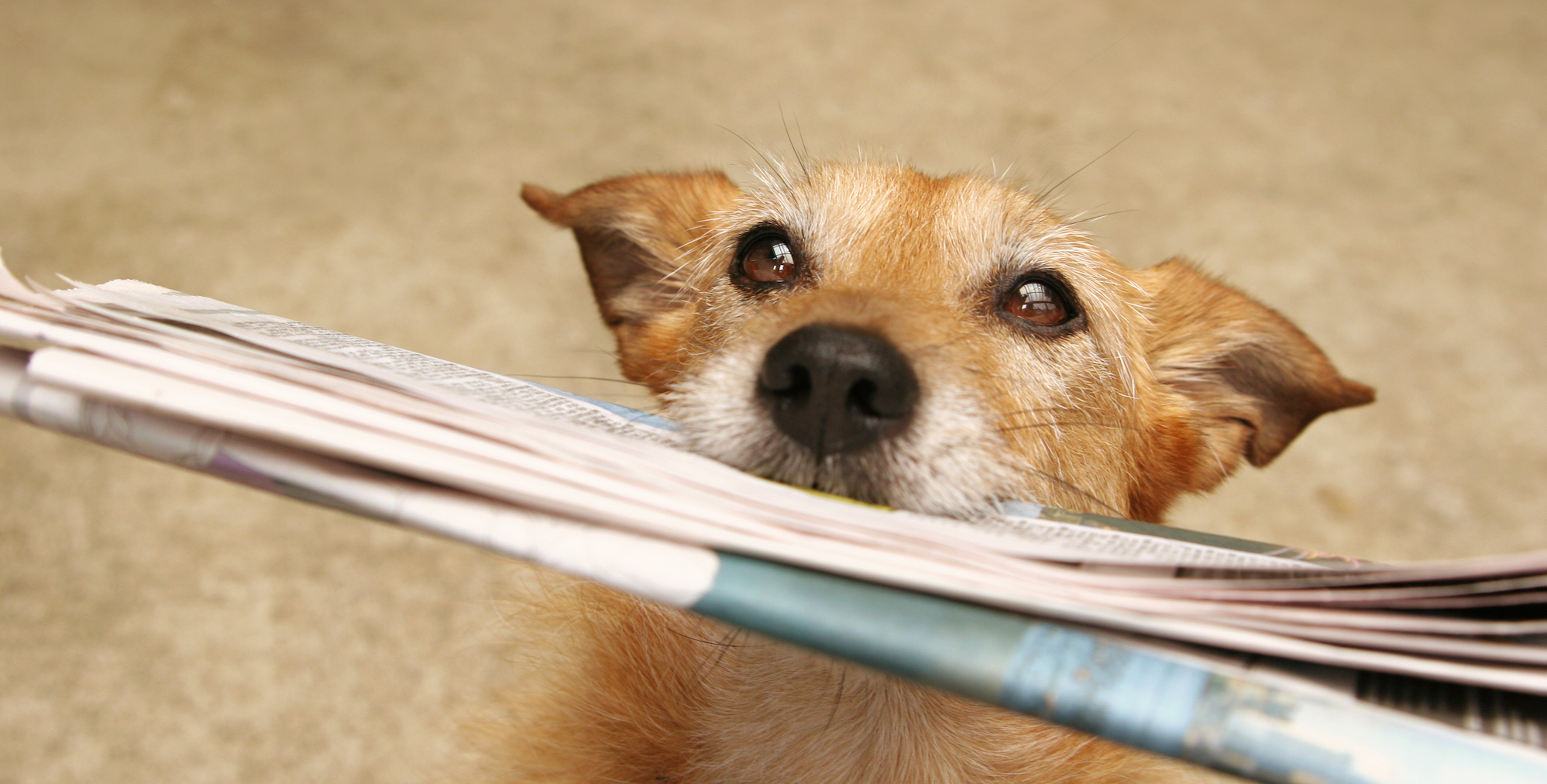 Top Dog News of 2023