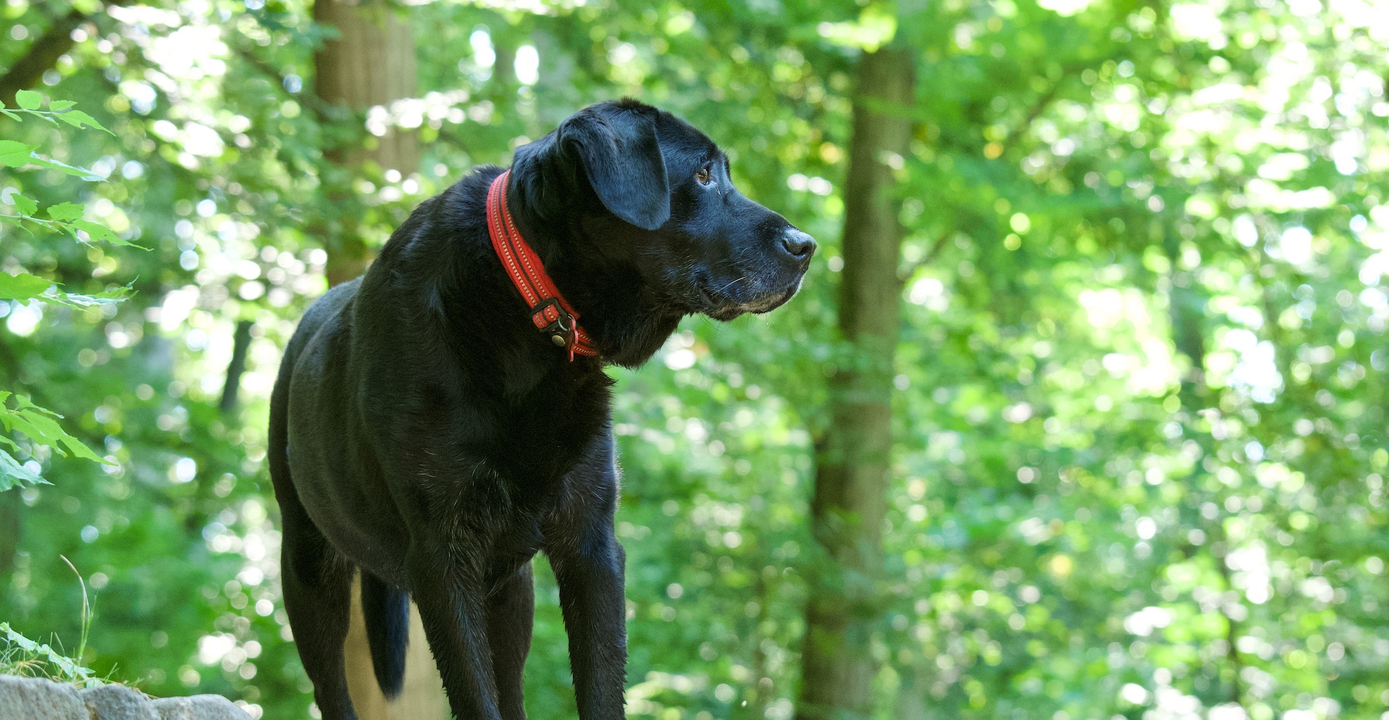 What to Do If Your Senior Dog Is Anxious