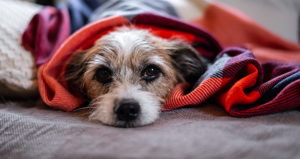How to Protect Your Dog From the Mysterious Respiratory Disease Spreading in the United States