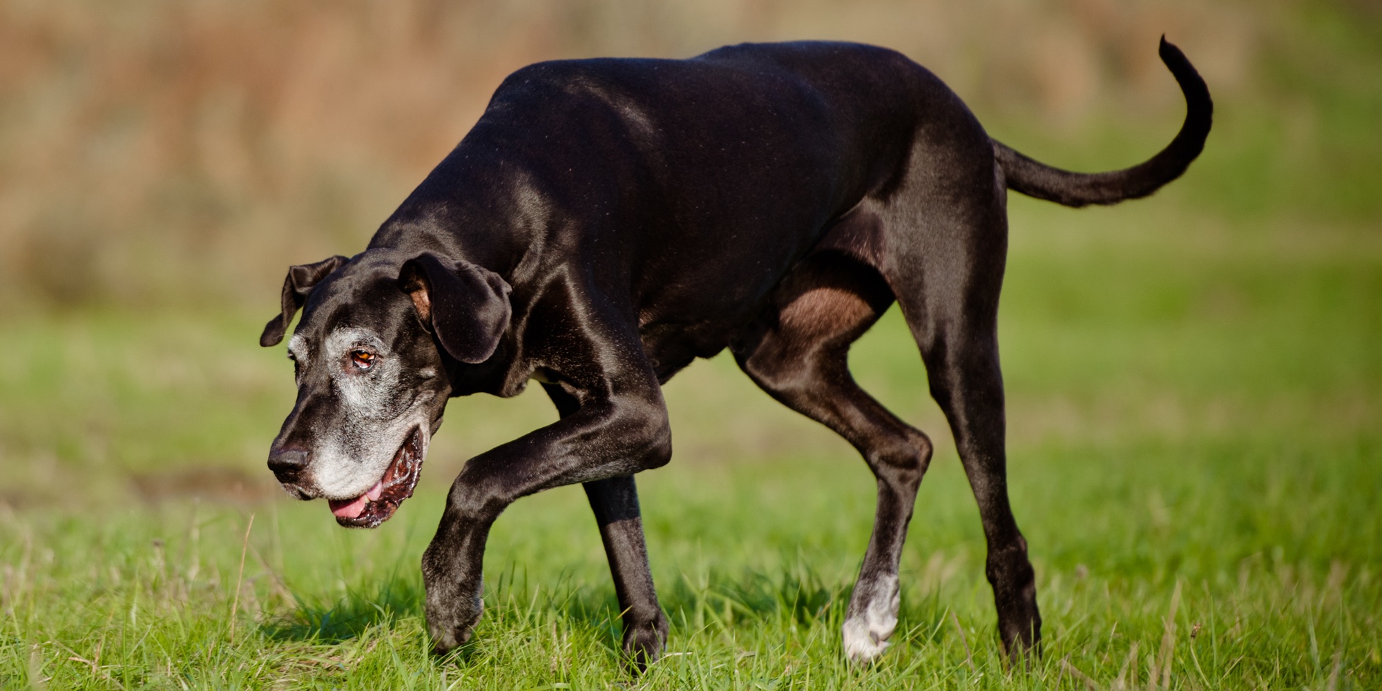 How Often Does My Older Dog Need to Pee?