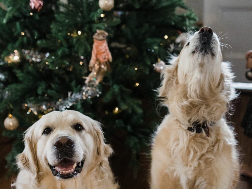 Two dogs in front of a Christmas tree.