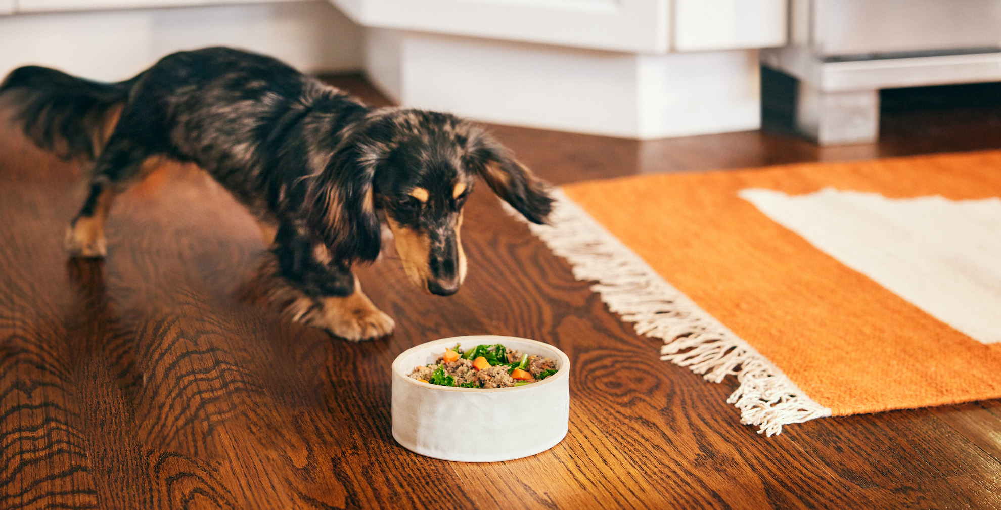 A Day in the Life of a Fresh-Fed Dog:  How Fresh Food Can Improve Every Part of Your Dog’s Day