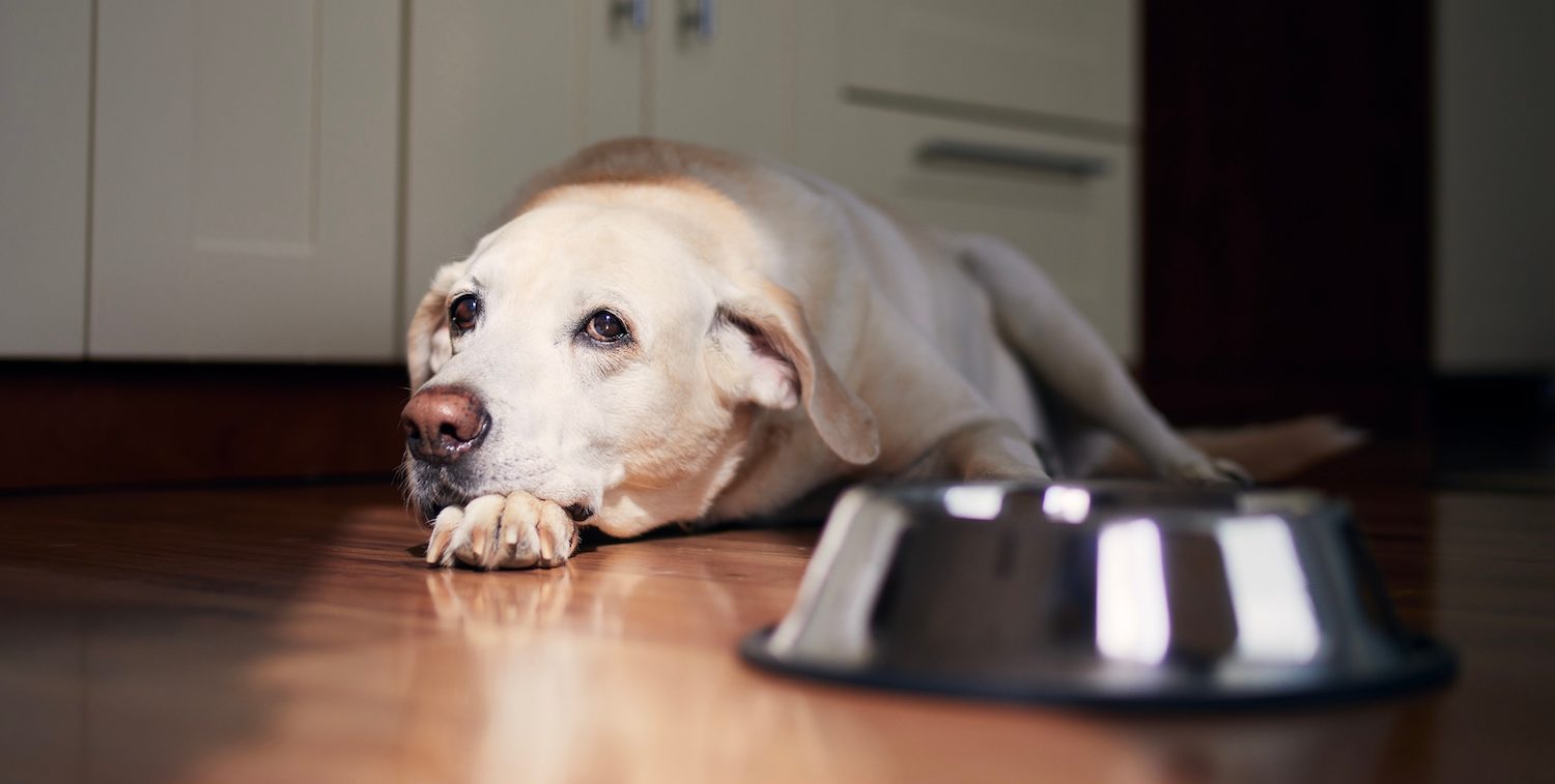 What to Do If Your Senior Dog Is Not Eating