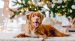 Keeping Your Dog Safe and Happy During the Holidays