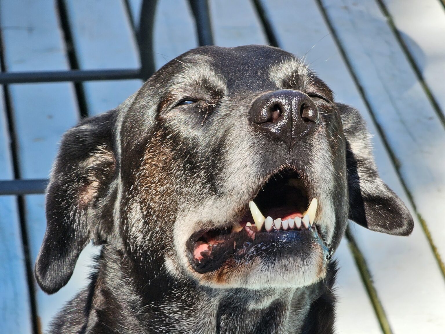 Curated visual reference: Picture Idea: Senior Dog Bad Breath What Causes It And How To