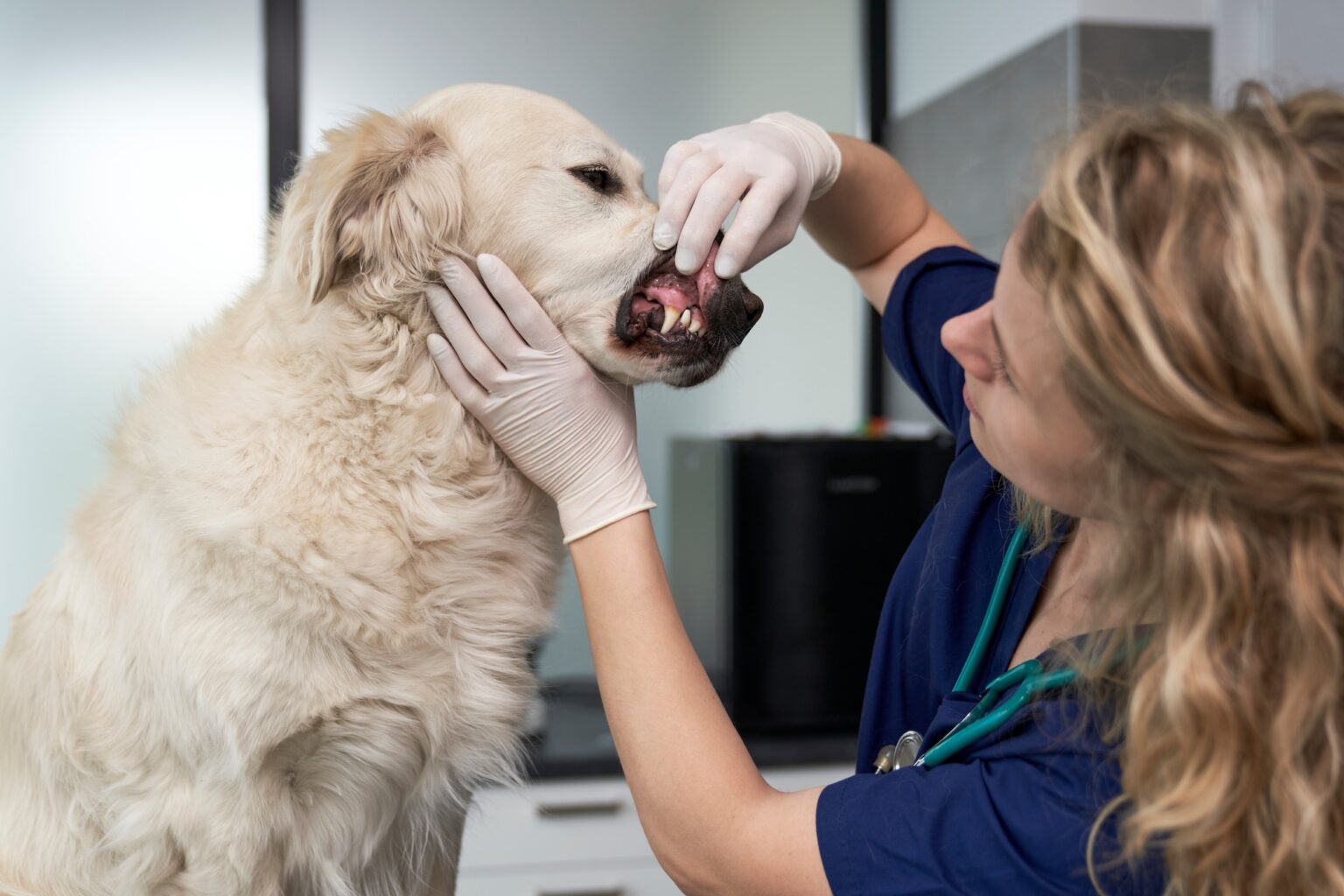 Curated visual reference: Causes Of Canine Stinky Breath And Infections Reference: Senior Dog Bad Breath What Causes It And How To