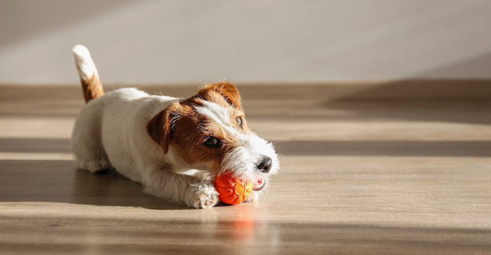 Does Chewing Help Dogs’ Memory? Here’s What a Recent Study and Experts Have to Say