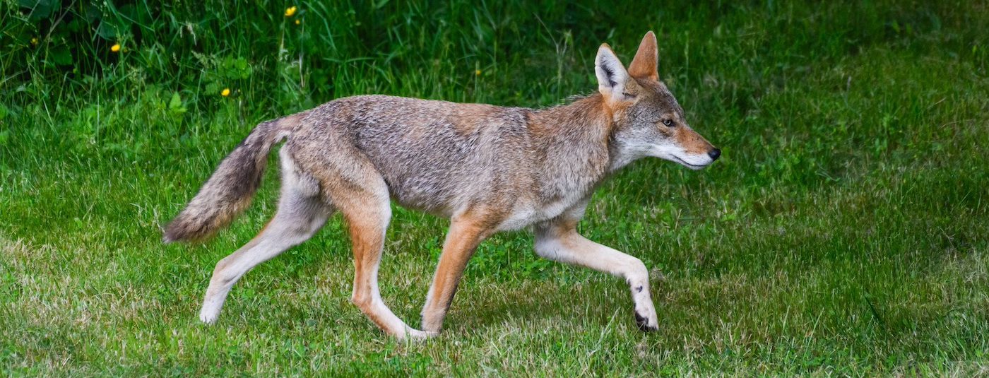 How to Protect Your Dog From Wildlife, Including Coyotes