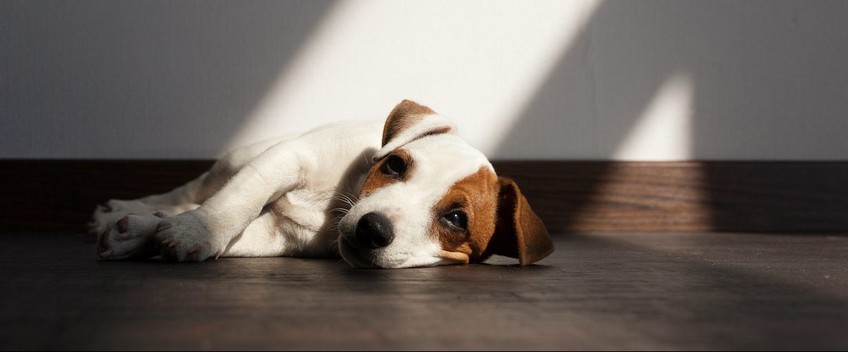 What to Do if Your Puppy Isn’t Eating