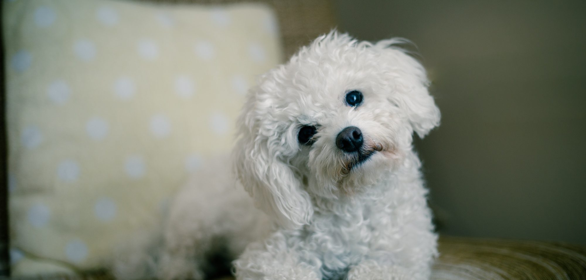 Should Dogs Take Probiotics?