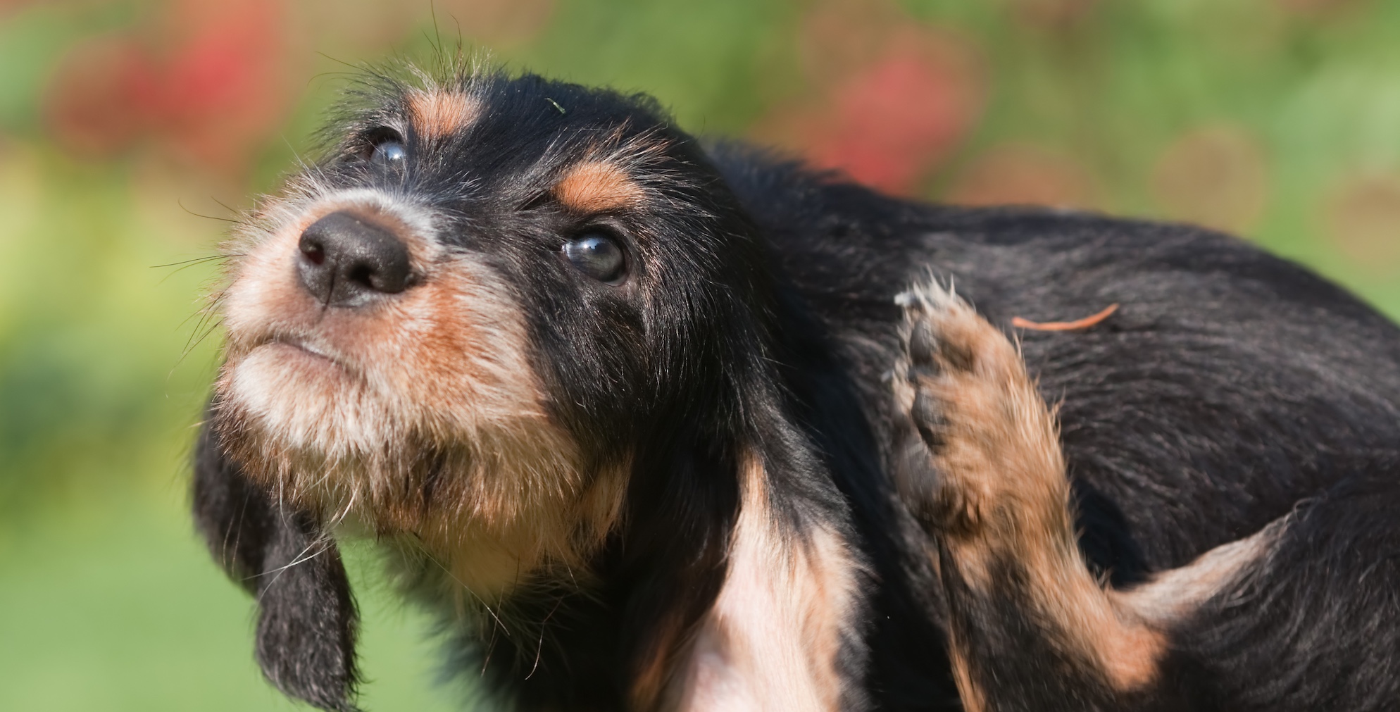 What to Do About Dog Dandruff The Farmer's Dog