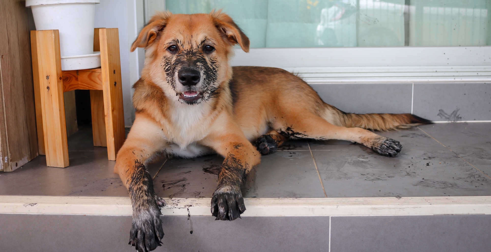 Why is My Senior Dog Eating Dirt?