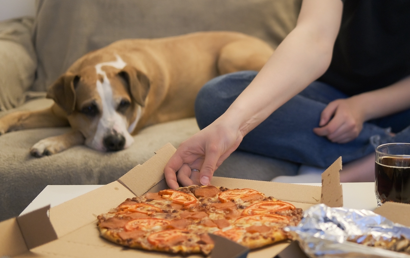 How Do Dogs Control Their Impulses? The Farmer's Dog