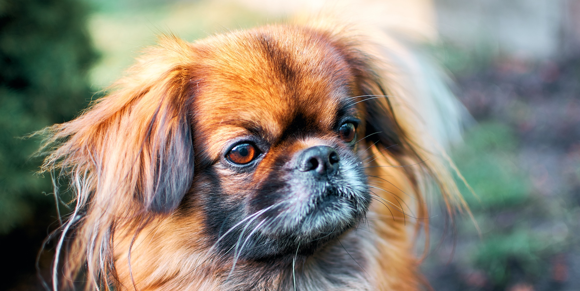 The Pekingese Guide: Personality, History, Training, Food, and More