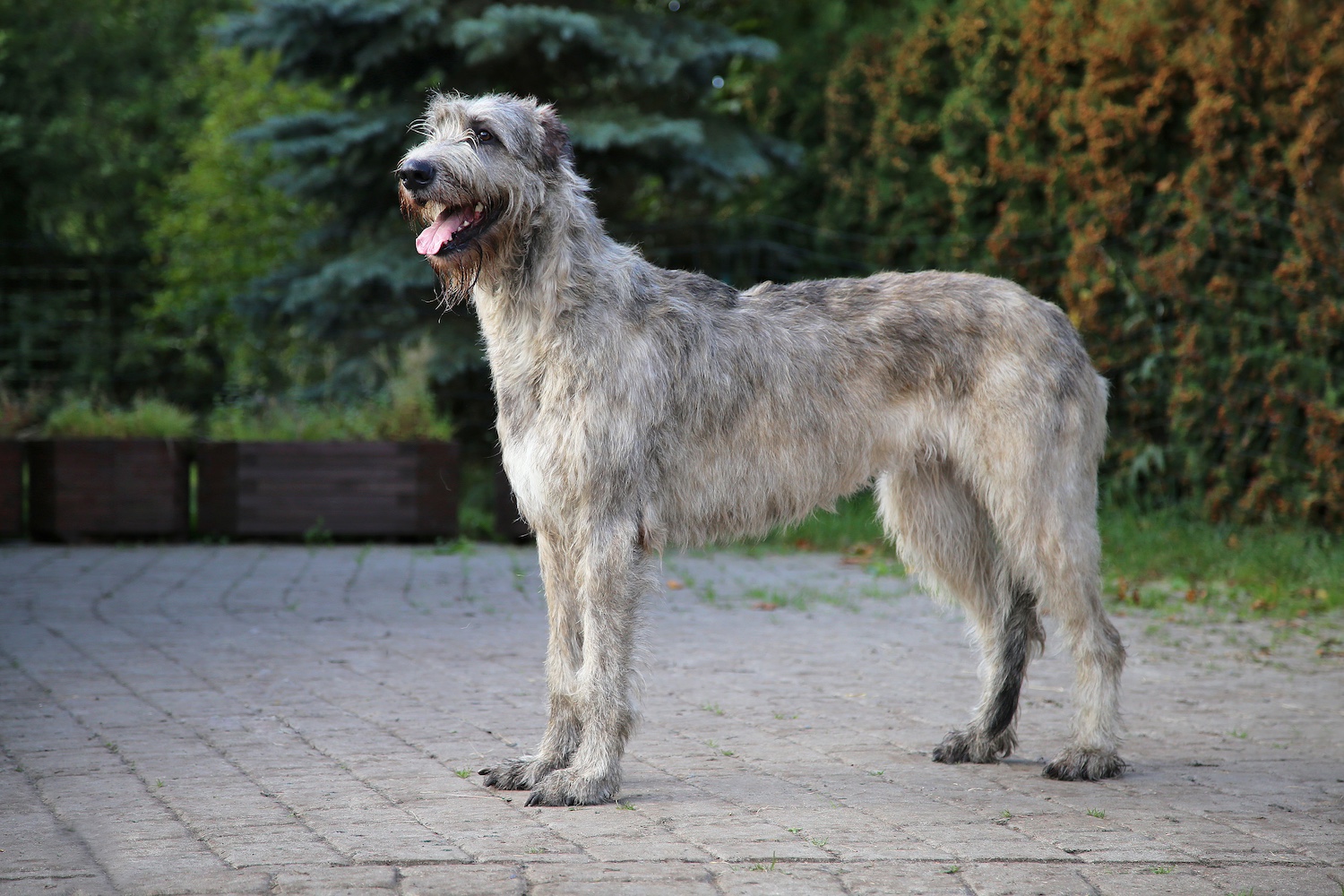 The Irish Wolfhound Breed Guide History Personality Grooming 